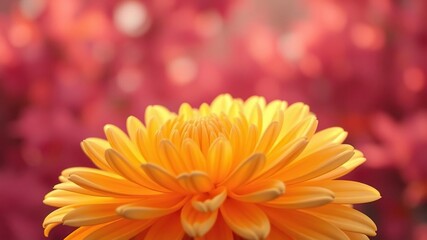 Fototapeta premium Softly glowing golden chrysanthemum petals against a warm pink autumnal background , autumnal, golden