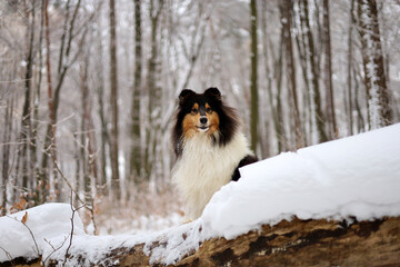 Fototapeta premium Majestic rough collie dog posing in the snowy forest