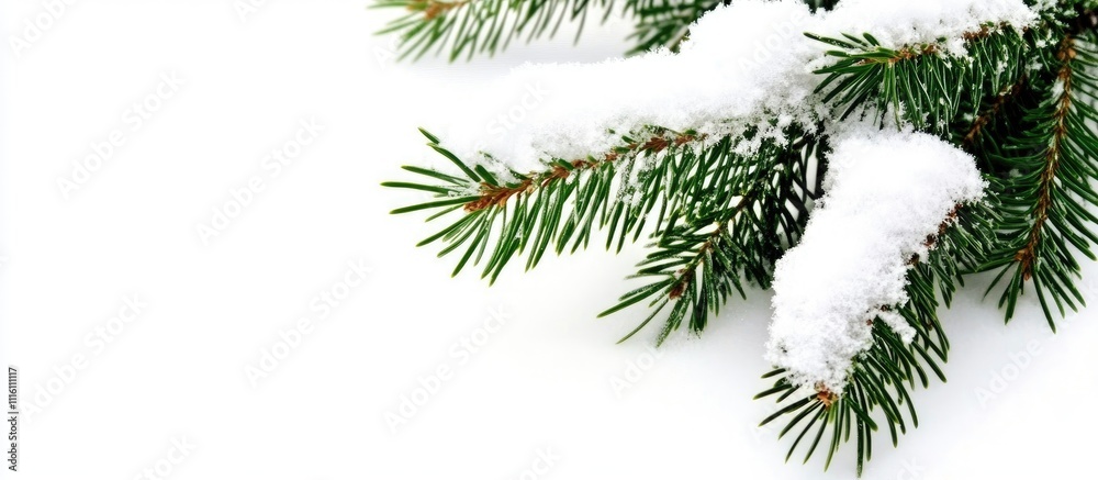 Poster snowy pine branch with fresh snowflakes on green needles creating a serene winter background for sea