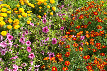 flowers on the lawn landscape