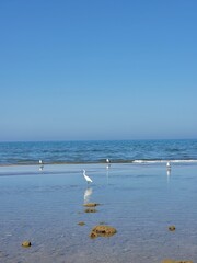 seagulls on the beach