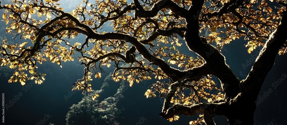 Poster bigleaf maple tree branches with autumn foliage illuminated by sunlight in mount hood national fores