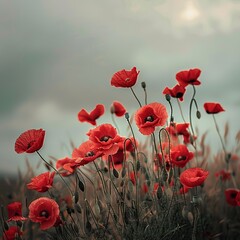 Obraz premium Red poppies blooming in a field under a cloudy sky.
