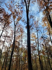 Fototapeta premium trees in the autumn
