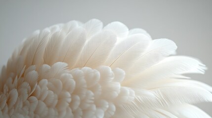 Soft textures of delicate feathers in a close-up against a serene white background highlighting nature's beauty and elegance.