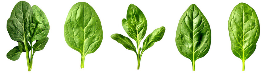 Naklejka premium Varieties of fresh spinach leaves isolate on transparent background, cutout, png