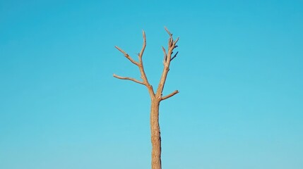 Fototapeta premium Barren silhouette of a dead tree against a clear blue sky representing decay and resilience in nature