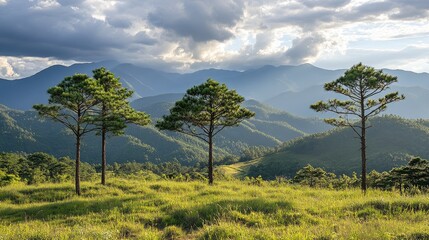 Fototapeta premium Pine tree landscape regeneration after logging with mountains and clouds in the background showcasing nature's resilience and rebirth
