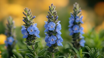Obraz premium Rosemary flowers blooming in a vibrant garden setting showcasing blue blossoms and lush green foliage in a soft light atmosphere