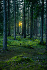 Obraz premium Green forest with sun light in hte background