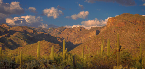 A stunning view of a desert landscape featuring towering saguaro cacti against a backdrop of rugged mountains and a vibrant sky filled with dynamic clouds.