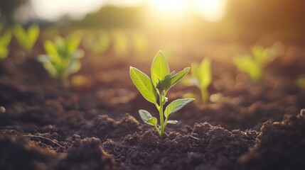 Fototapeta premium Young green pea plants thriving in fertile soil under sunlight on a vibrant farm landscape during the growing season.