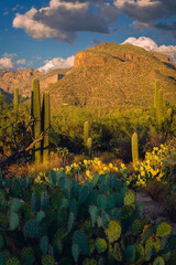 A breathtaking view of Saguaro cacti against a scenic mountain backdrop during sunset, showcasing vibrant colors and a serene desert atmosphere.