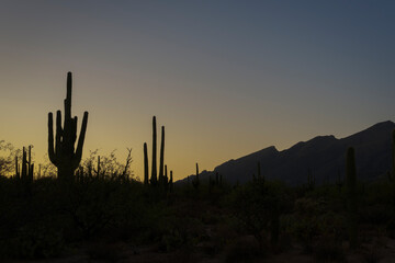 Sunset Over Desert Landscape with Silhouetted Saguaro Cacti and Mountains