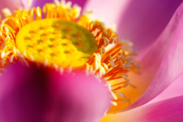 Oriental beauty: Close-up photo of lotus flower petal and core