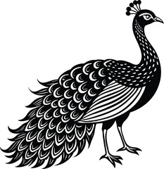 Fototapeta premium illustration of an peacock