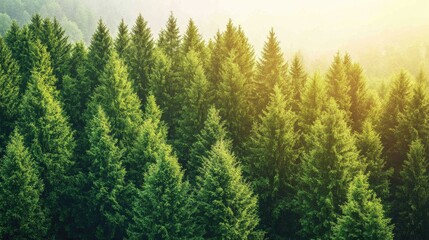 Fototapeta premium Aerial view of dense taiga forest blanketed in mist, showcasing vibrant green conifer trees illuminated by soft sunlight, nature, tranquility, landscape, outdoor scenery.