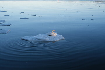 Swan in Helsinki