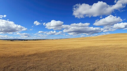 Fototapeta premium Vast golden wheat field with dramatic cloud formations under a bright blue sky showcasing rural beauty and agricultural serenity