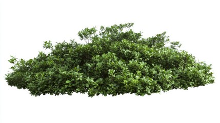 Obraz premium Lush green ornamental shrubs for gardens and parks isolated on white background with clipping path, ideal for landscaping designs.