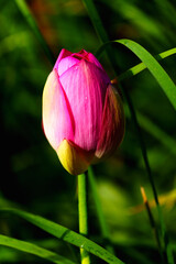 Oriental beauty: Pink lotus blooming in sunlight with green leaf