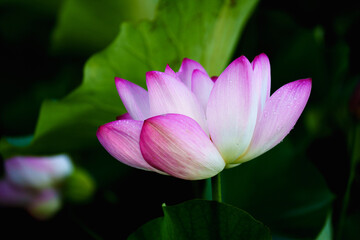 Oriental beauty: Pink lotus blooming in sunlight with green leaf