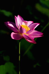 Fototapeta premium Oriental beauty: Pink lotus blooming in sunlight with green leaf