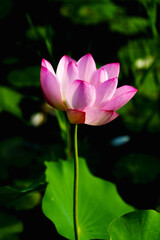Fototapeta premium Oriental beauty: Pink lotus blooming in sunlight with green leaf