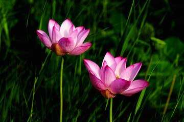 Obraz premium Oriental beauty: Pink lotus blooming in sunlight with green leaf