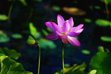 Oriental beauty: Pink lotus blooming in sunlight with green leaf