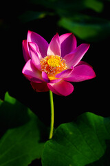 Oriental beauty: Pink lotus blooming in sunlight with green leaf