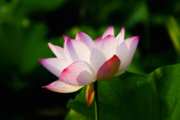 Oriental beauty: Close-up photo of lotus flower petal and core