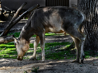 Pere David`s deer. Latin name - Elaphurus davidianus. These animals are exterminated in the...