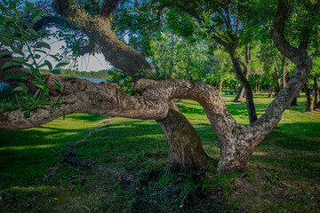 Fototapeta premium Big tree at gallery forest environment, los cerrillos, canelones department, uruguay