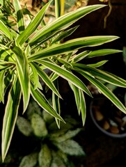 Variegated Spider Plant with Green and White Leaves in Sunligh | Spider Plant, Variegated Foliage, Sunlight