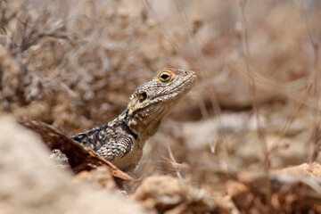 Painted dragon Stellagama stellio, lizard