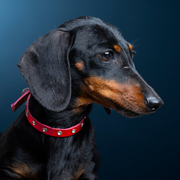 portrait of a dog in the studio