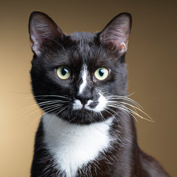 portrait of a cat in the studio