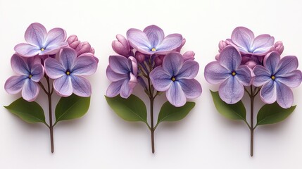 Obraz premium Lilac flowers arrangement with vibrant petals and green leaves on a clean white background for floral design and decoration concepts.