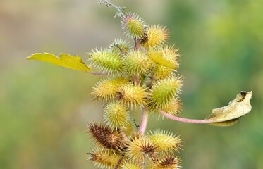 Obraz premium photos of thorny plants that grow spontaneously in nature.