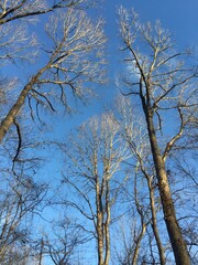 Majestic trees stand tall with their bare branches reaching into a clear blue sky, creating a serene winter scene that captures the quiet beauty of nature in its simplest form.