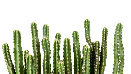 Cactus plants isolated on transparent background
