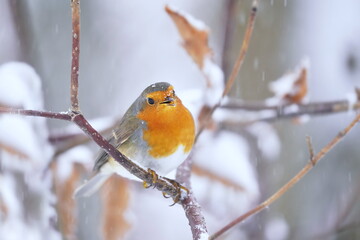 A cute redbreast sits on a snowy bush. Winter scene with a cute european robin. Erithacus rubecula