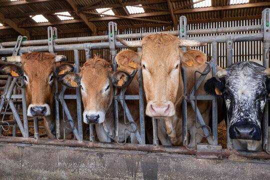 Batiment d'&eacute;levage d'engraissement de bovins. Alignement de vaches allaitantes au cornadis. Race parthenaise, blonde d'Aquitaine et vosgienne, Novembre 2024