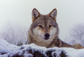 Obraz premium Loup paisible tête