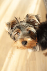 A Yorkie’s Cozy Life. Discover the charming life of this adorable Yorkshire Terrier as it lounges in a warm, sunlit apartment, patiently watching the world go by.