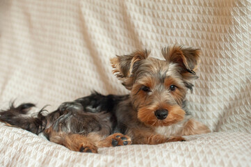 A Yorkie’s Cozy Life. Discover the charming life of this adorable Yorkshire Terrier as it lounges in a warm, sunlit apartment, patiently watching the world go by.