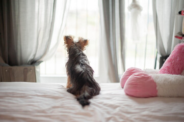 A Yorkie’s Cozy Life: Waiting by the Window for Its Best Friend. The ideal pet for those who treasure cozy, heartwarming moments at home.
