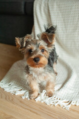 A Yorkie’s Cozy Life. Discover the charming life of this adorable Yorkshire Terrier as it lounges in a warm, sunlit apartment, patiently watching the world go by.