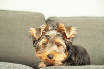 A Yorkie’s Cozy Life. Discover the charming life of this adorable Yorkshire Terrier as it lounges in a warm, sunlit apartment, patiently watching the world go by.